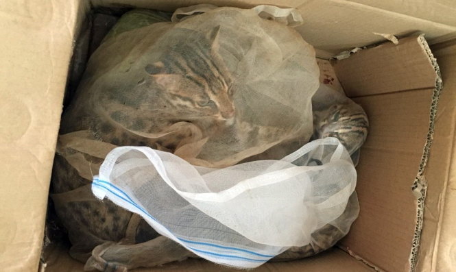 Chặn xe khách chở hổ mang chúa, mèo rừng lên Đà Lạt