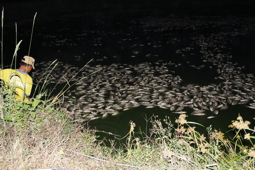 Bảo Lộc: Hàng chục tấn cá chết trắng hồ