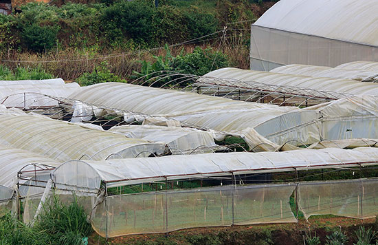 Đà Lạt: Lốc xoáy gây hư hại gần 20ha nhà kính