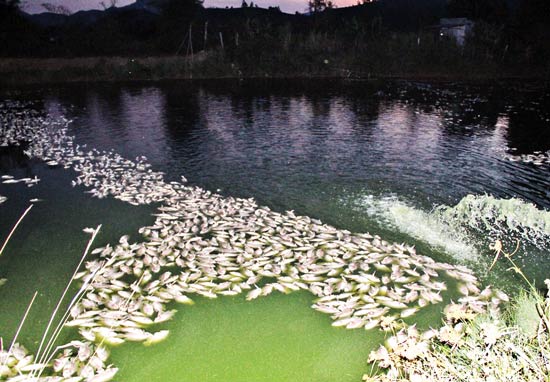 Bảo Lộc: Đã có gần 70 tấn cá của người dân bị chết do nắng nóng