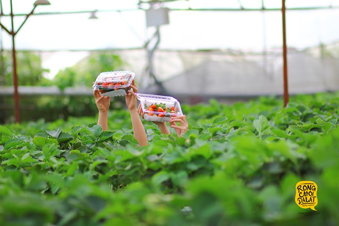 Trải nghiệm du lịch nhà vườn ở Đà Lạt