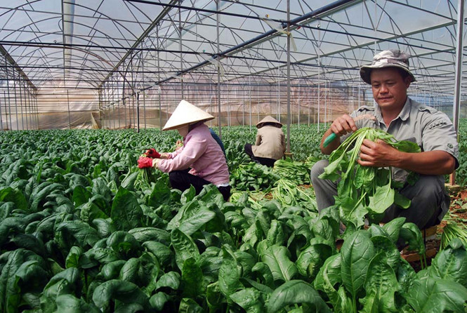 Đà Lạt: Thủ phủ rau sạch ‘thiếu’ rau sạch