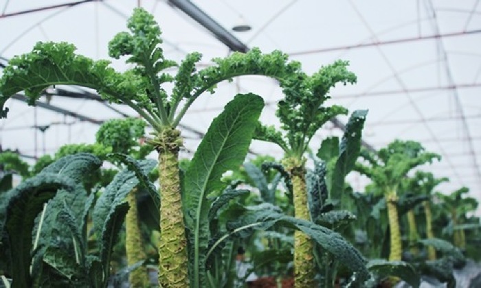 Cải xoăn Đà Lạt cao 2m hút khách