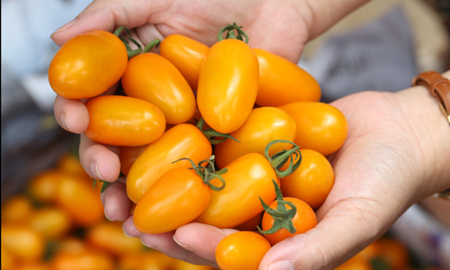 Đức Trọng: Vườn cà chua được trồng từ sữa và trứng gà