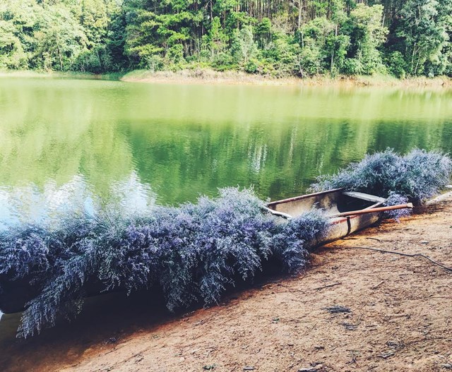 Giao hưởng xanh – Thiên đường bí mật đẹp “phát sốt” ở Đà Lạt