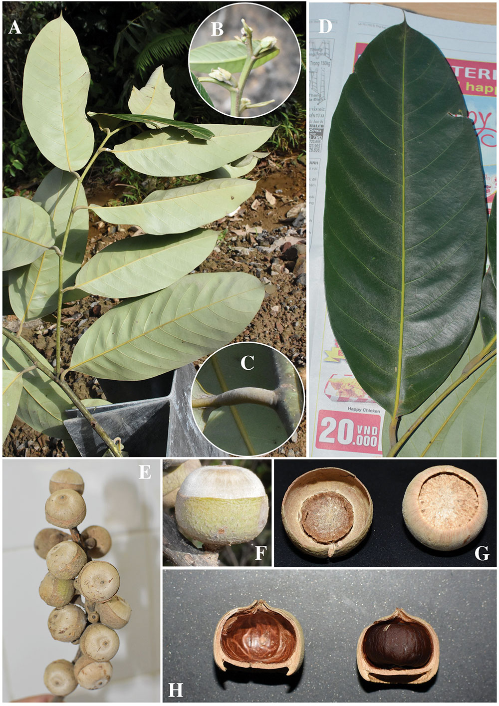 Đạ Huoai: Phát hiện loài cây mới – Dẻ Đá Đạ Huoai