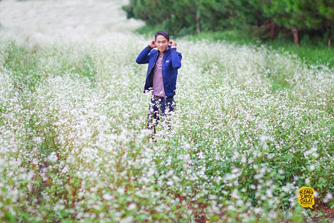 Hoa tam giác mạch ở Đà Lạt nở rộ tháng 8