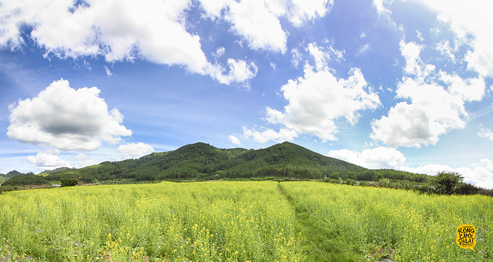 Tháng 9, cánh đồng hoa cải vàng ở Đà Lạt đang nở rộ