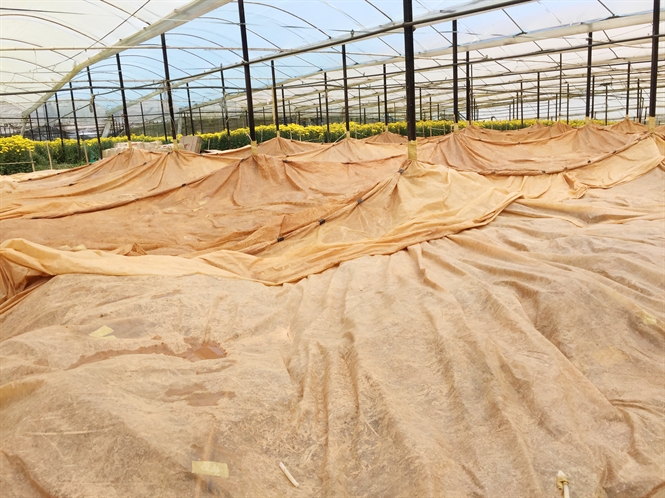 Lâm Đồng: Người trồng hoa và rau màu vẫn lén lút sử dụng Methyl Bromide