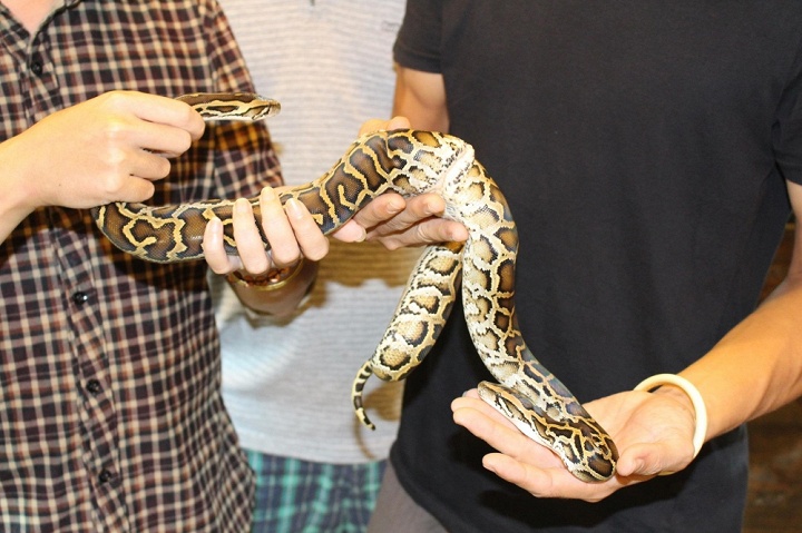 Trăn 2 đầu 2 thân đầu tiên trên thế giới xuất hiện tại Việt Nam