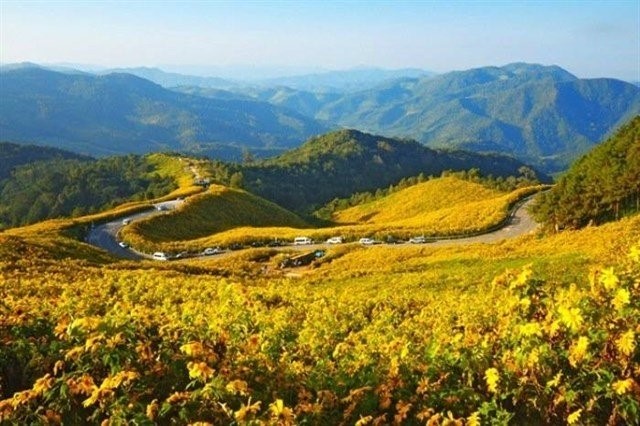 Ảnh hoa dã quỳ Thái Lan bị nhầm là ở Đà Lạt