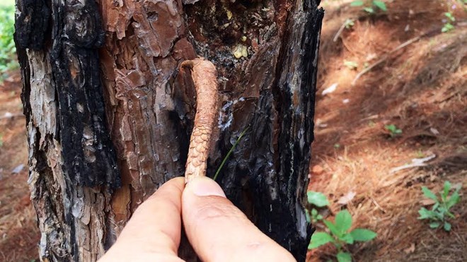 Rùng mình với hàng trăm cây thông bị đầu độc ở Lâm Đồng