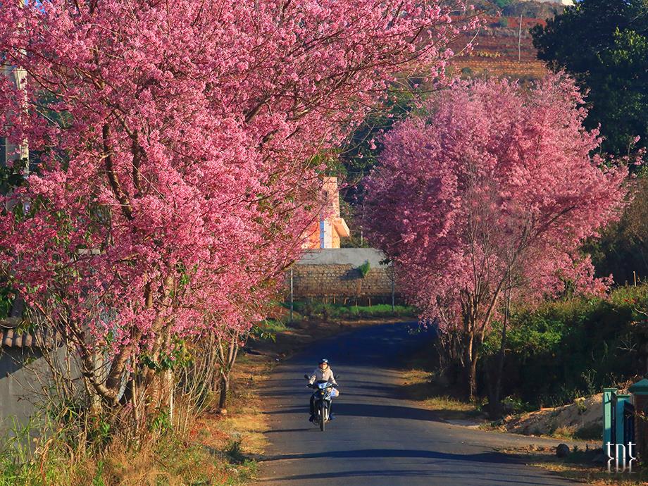 Đà Lạt: Sắp diễn ra lễ hội Hoa Anh Đào