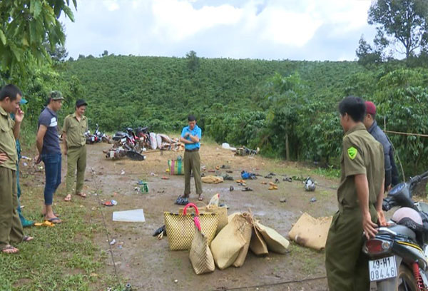 Phá xới gà trong rừng cà phê ở Bảo Lâm