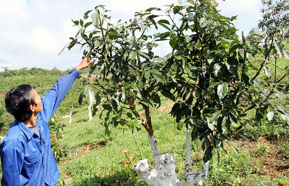 Lâm Đồng: Đau đầu đối phó “bơ tặc”