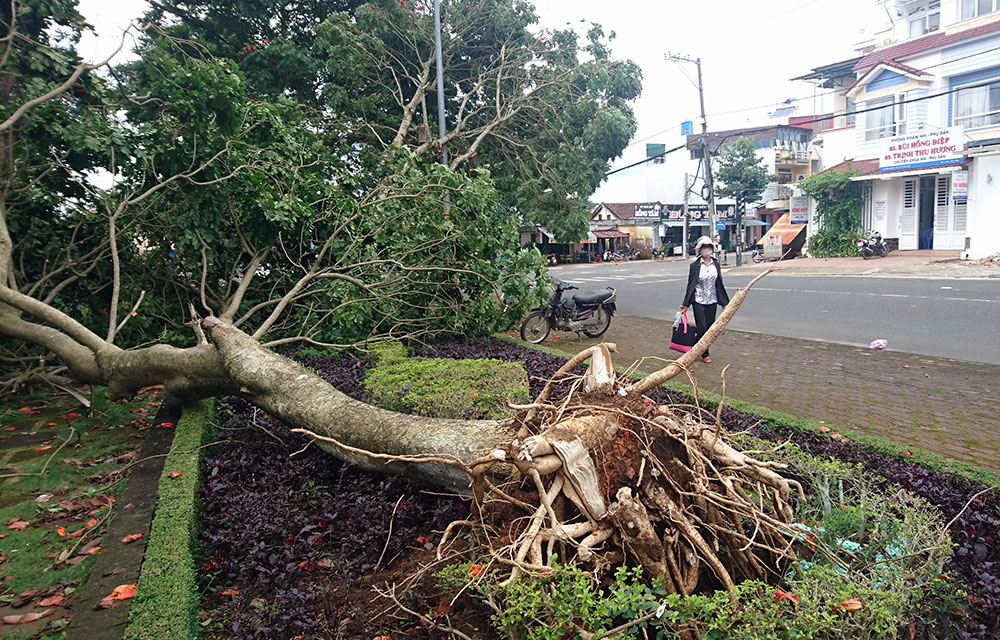 Bảo Lộc: Hiểm họa từ những cây Sò đo cam