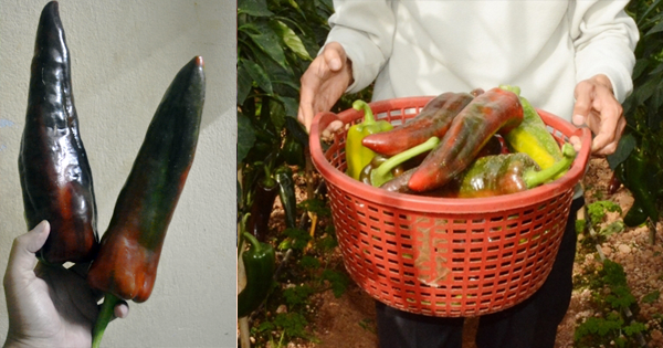 Xuất hiện loại ớt to khủng khiếp tại Đà Lạt