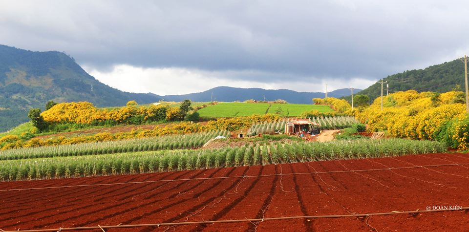 “Đà Lạt lập đông, hoa vàng vừa mới nở…”