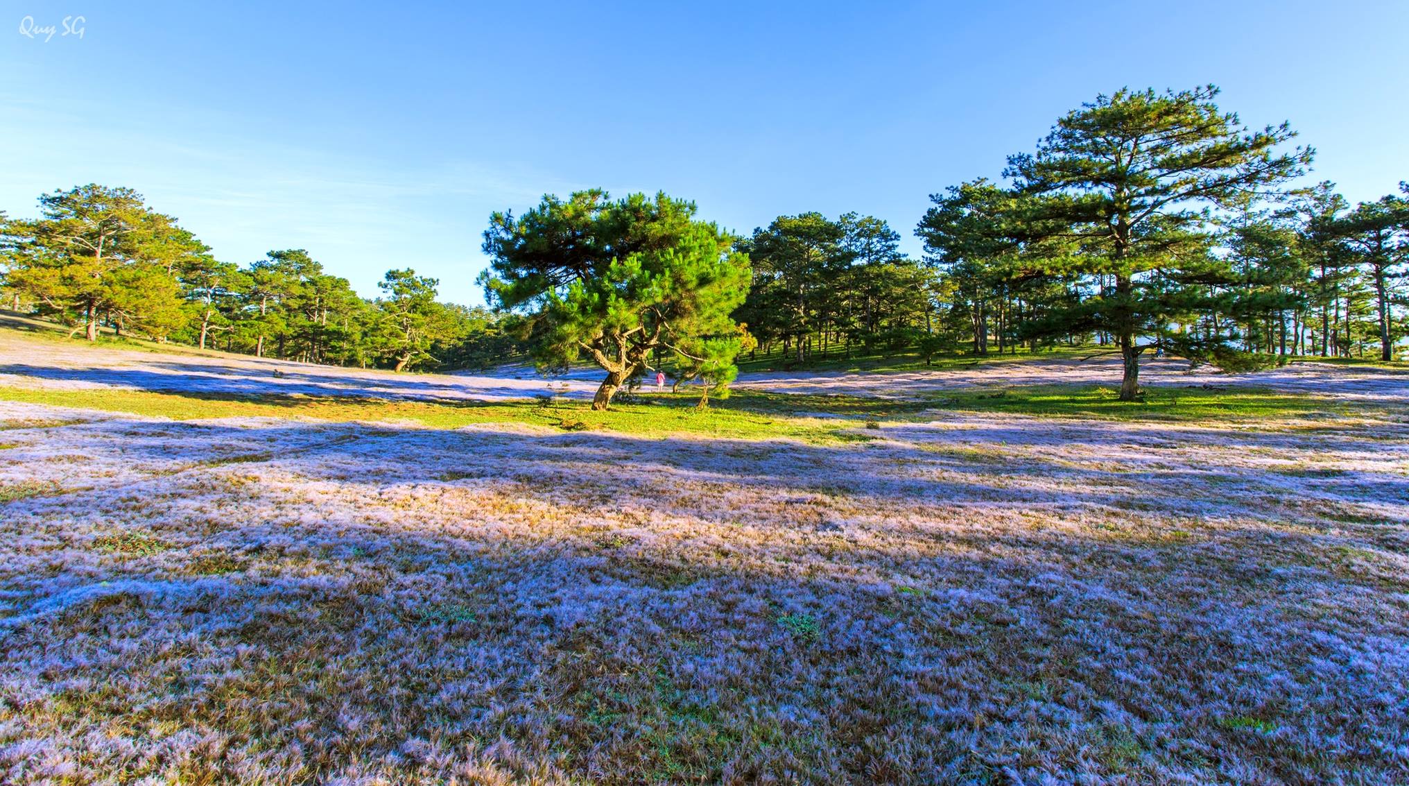 “Đẹp như tranh” đồi cỏ Tuyết Hồng trải dài mênh mong ở Đà Lạt