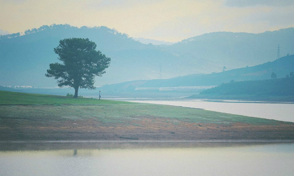 Hành trình săn ‘cây cô đơn’ ở Đà Lạt