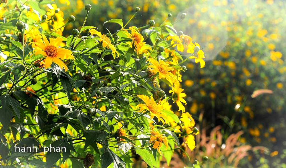‘Ngất ngây’ dã quỳ rộ nở giữa trời đông Đà Lạt
