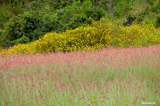 Đồi cỏ lau hồng rất ít người biết ở Đức Trọng