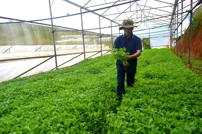 Rau sạch Đà Lạt ‘gây nghiện’ cho khách hàng TP.HCM