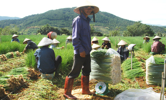 Rau Đà Lạt tăng giá, cháy hàng