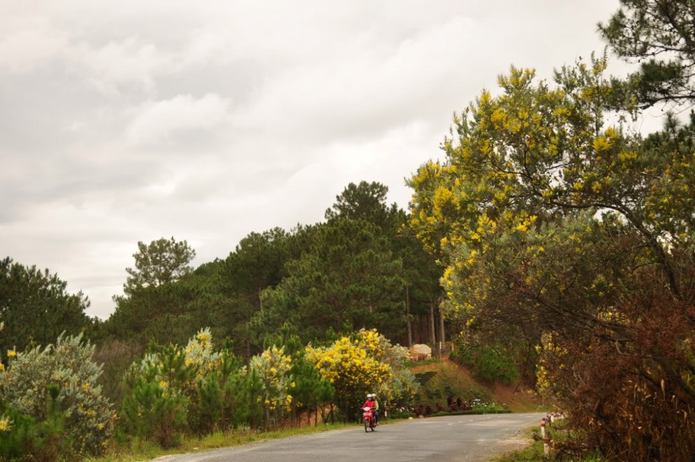 Đà Lạt: Cải tạo đường qua đèo Mimosa