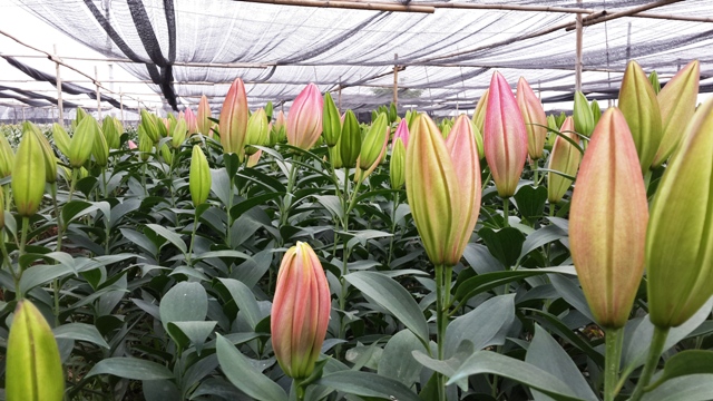 Lâm Đồng: Thu 2 tỷ đồng mỗi năm từ một hecta hoa