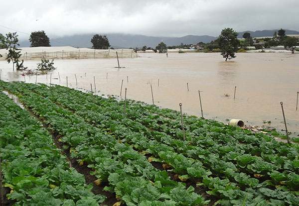 Đơn Dương: Thuỷ điện xả lũ hàng ngàn ha rau màu bị ngập