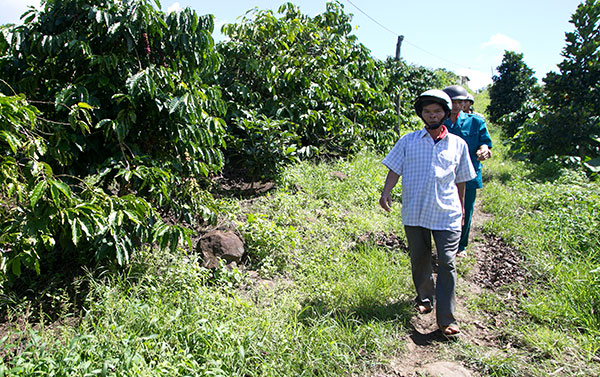 Lâm Đồng: Nỗi lo mất trộm mùa cà phê