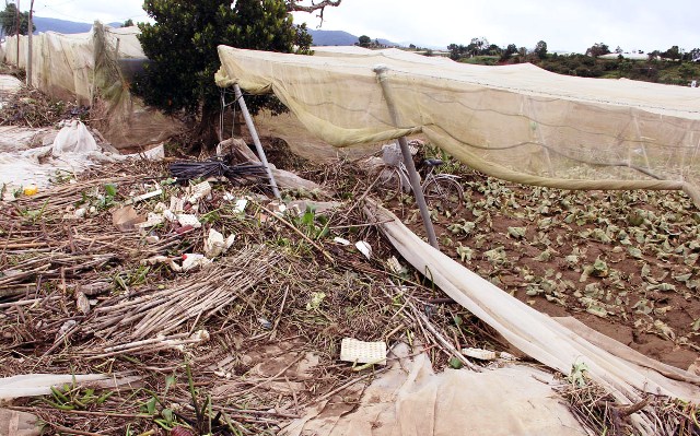 Vùng rau nổi tiếng ở Lâm Đồng tan hoang sau lũ