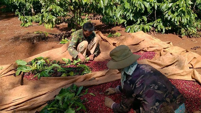 Thu hoạch cà phê tới đâu bán tới đó, giá cao nhất trong 5 năm gần đây