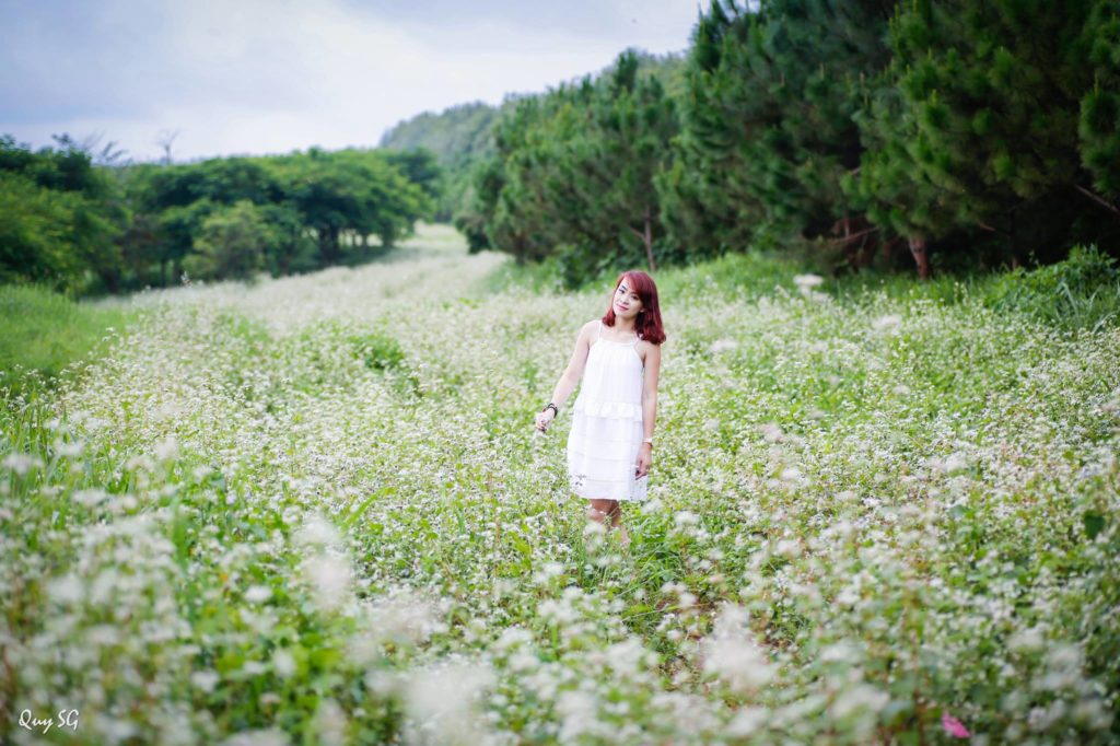 Tết 2017, giữa trung tâm TP Đà Lạt sẽ có một cánh đồng hoa tam giác mạch