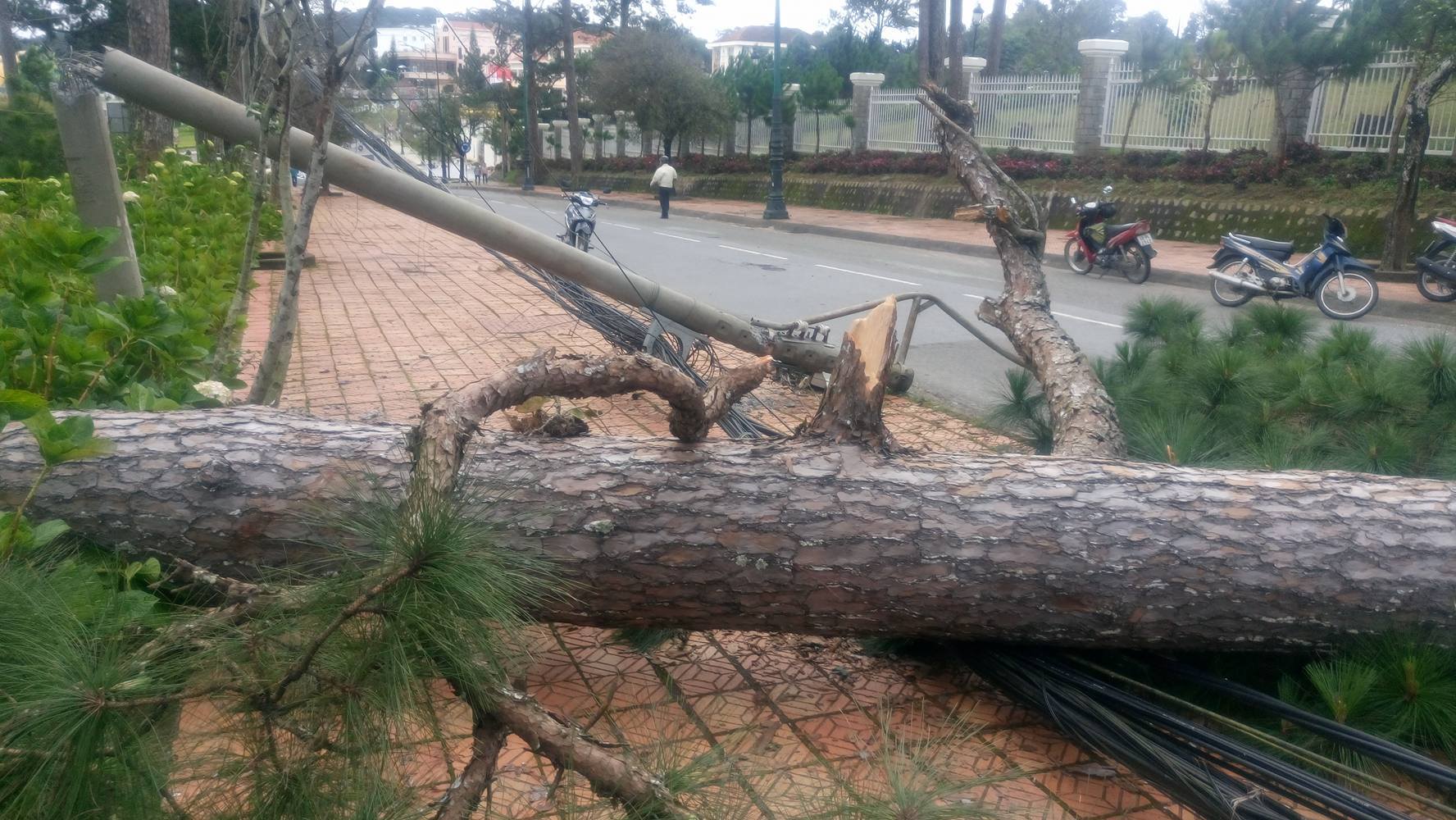 Đà Lạt: Nhiều cây thông gãy đổ do ảnh hưởng của mưa bão