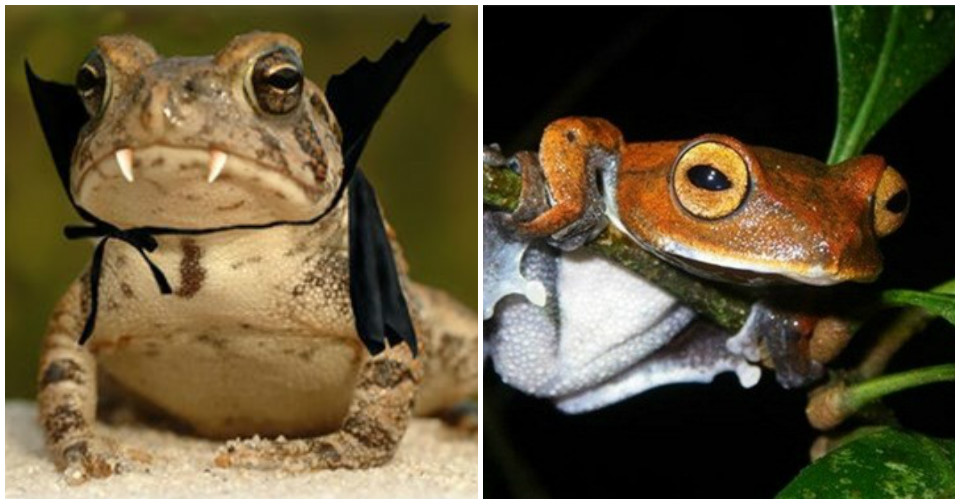 Lâm Đồng: Cận cảnh Ếch cây ma cà rồng “quỷ hút máu”