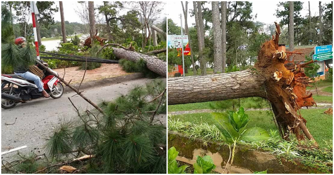 Đà Lạt: Cổ thụ bật gốc, nữ công nhân thoát chết trong gang tấc