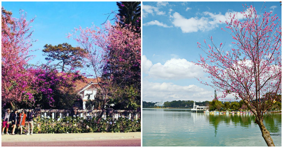 Lễ hội Hoa Anh Đào Đà Lạt được dời lại sau Tết Nguyên đán