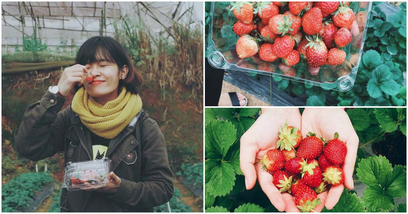 Bật mí vườn dâu được check-in nhiều nhất ở Đà Lạt