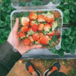 bat-mi-vuon-dau-duoc-checkin-nhieu-nhat-o-da-lat-5040ba52636161879992723283