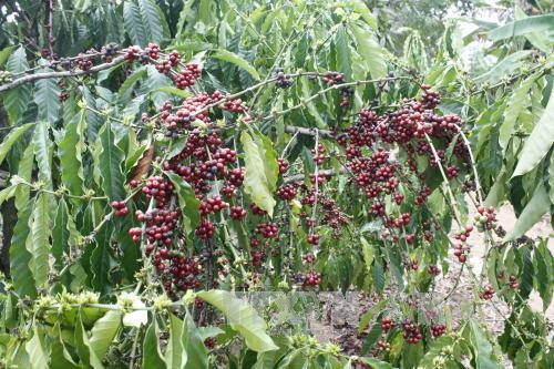 Lâm Đồng: Mưa kéo dài, nông dân khó thu hái cà phê