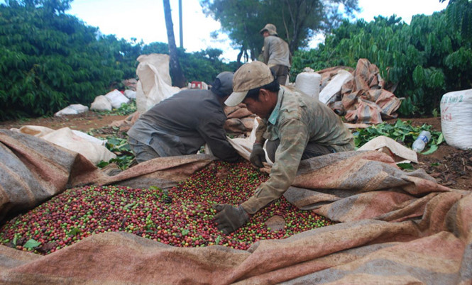 Cà phê được giá, nông dân vẫn… ‘méo mặt’