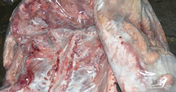 Bảo Lộc: Bắt giữ 90 kg thịt heo bốc mùi