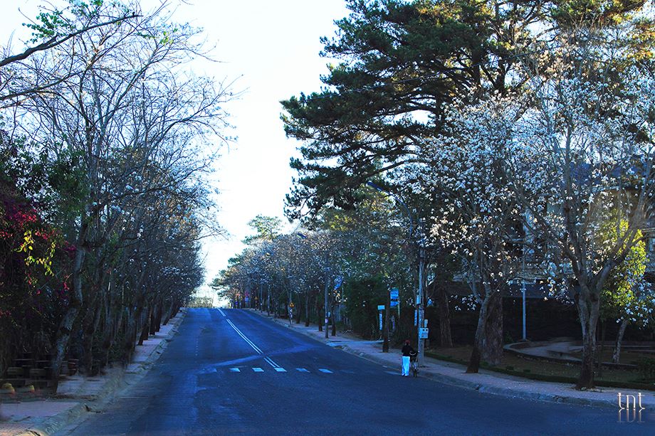 Đừng quên mùa hoa Ban Trắng tháng 12 ở Đà Lạt