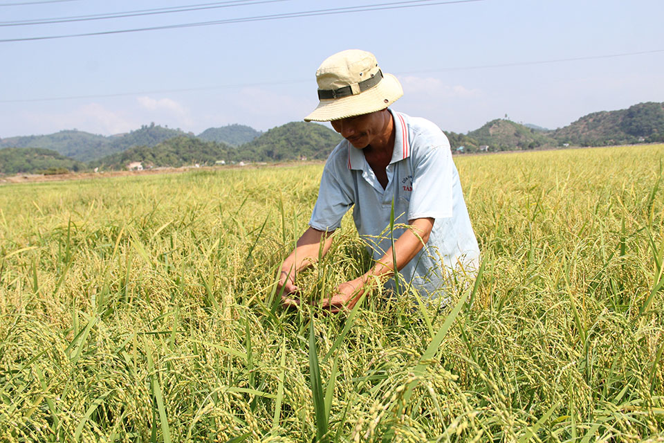 Lâm Đồng: Gạo nếp Quýt Đạ Tẻh sẽ xuất khẩu qua thị trường Mỹ