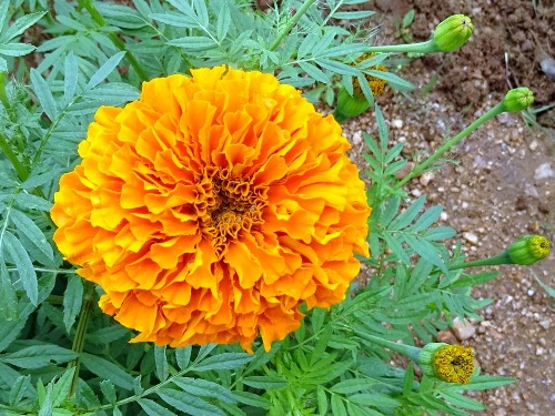 Loài hoa mọc nhiều ở Lâm Đồng có khả năng kháng virus HIV và ung thư