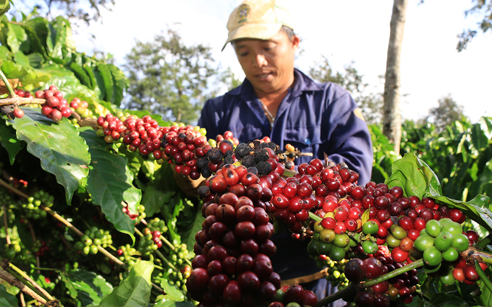 Đà Lạt: Cà phê arabica Xuân Trường chỉ thu 6 – 7 tấn tươi/ha