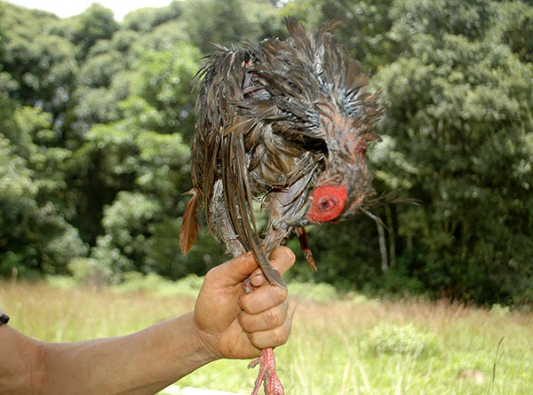 Lâm Đồng: Ðủ cách “tận diệt” thú rừng