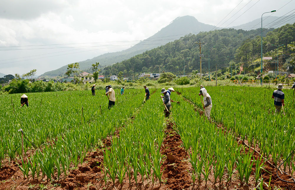 Đà Lạt: Mưa nhiều, nhà vườn thấp thỏm lo hoa Tết nở sớm
